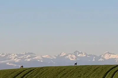 three horses on a green field with mountains in the background at la Bergerie in Salles-sur-lʼHers