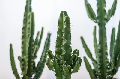 a close up of a cactus at La Maison de Jean by Maison Bacou in Carcassonne