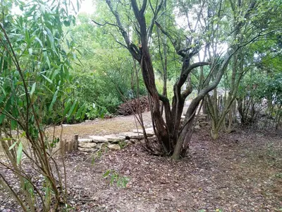 a tree in the middle of a forest at Chambre Indépendante Piscine, Parc, Cuisine... in Brézilhac