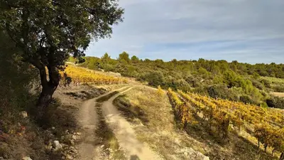 a dirt road next to a field of sunflowers at Villa Félines in Félines-Minervois