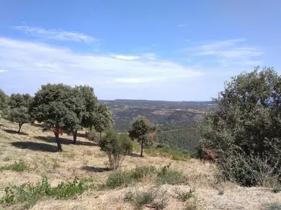 a group of trees on top of a hill at Villa Félines in Félines-Minervois