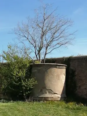 a tree behind a wall with a tree in the background at Le soleil d Eugènie appartement dans résidence avec Piscine commune près de Carcassonne in Olonzac