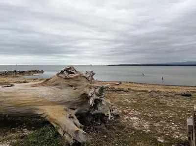 a dead tree laying on a beach next to a body of water at Le soleil d Eugènie appartement dans résidence avec Piscine commune près de Carcassonne in Olonzac