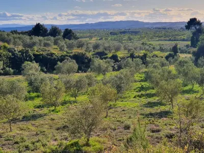 a view of a field with trees and bushes at Gîte de l'arbre perché à Langel in Armissan