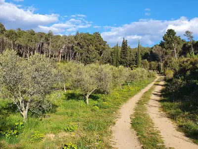 a dirt road in the middle of a field with trees at Gîte du parc à Langel in Armissan