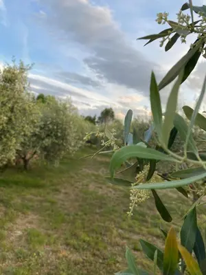 a row of olive trees in a field at Gîte Romarin avec SPA in Saint-Jean-de-Barrou