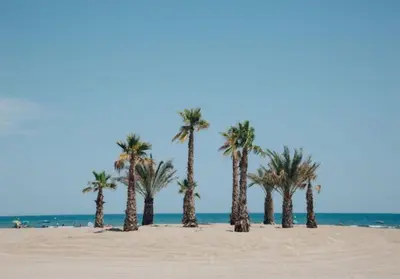 a group of palm trees on a sandy beach at Les mobil homes de Naka, 6 places, TV, CLIM in Port-la-Nouvelle